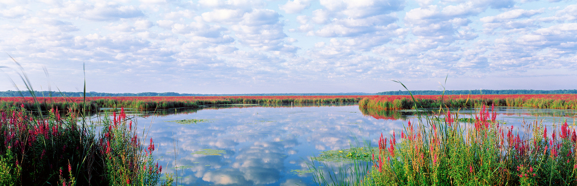 Montezuma National Wildlife Refuge, New York State, USA Wall Mural