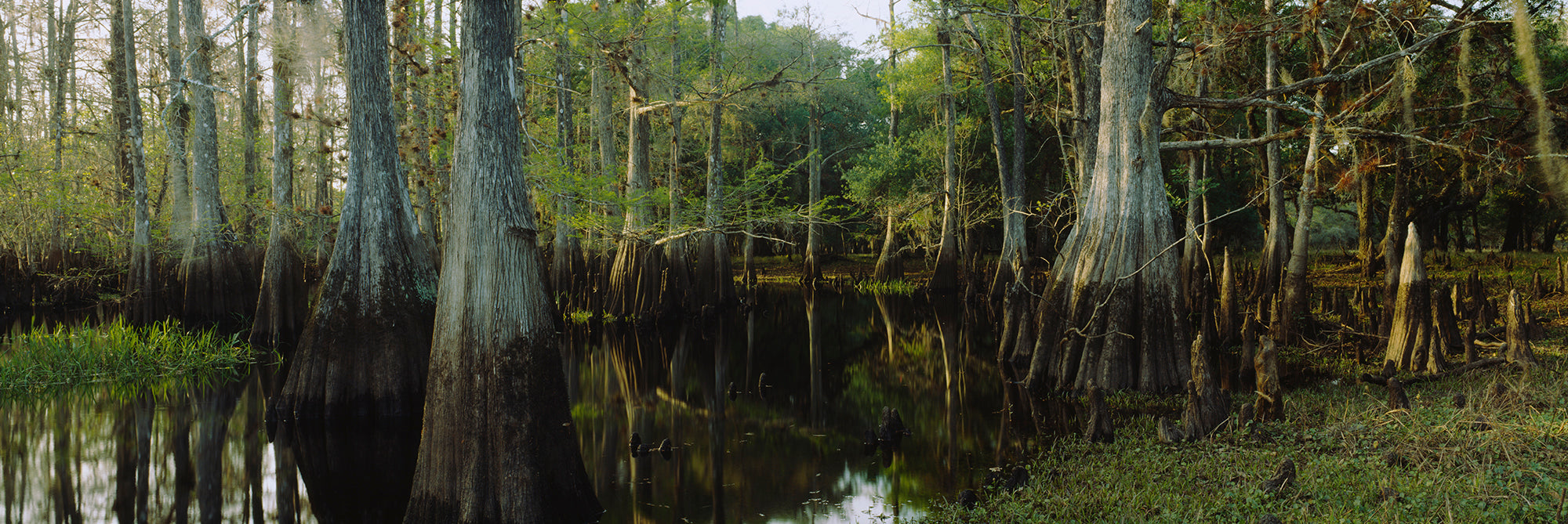 Reflection Of Trees In Water, Fisheating Creek, Everglades, Palmdale, Florida, USA Wall Mural