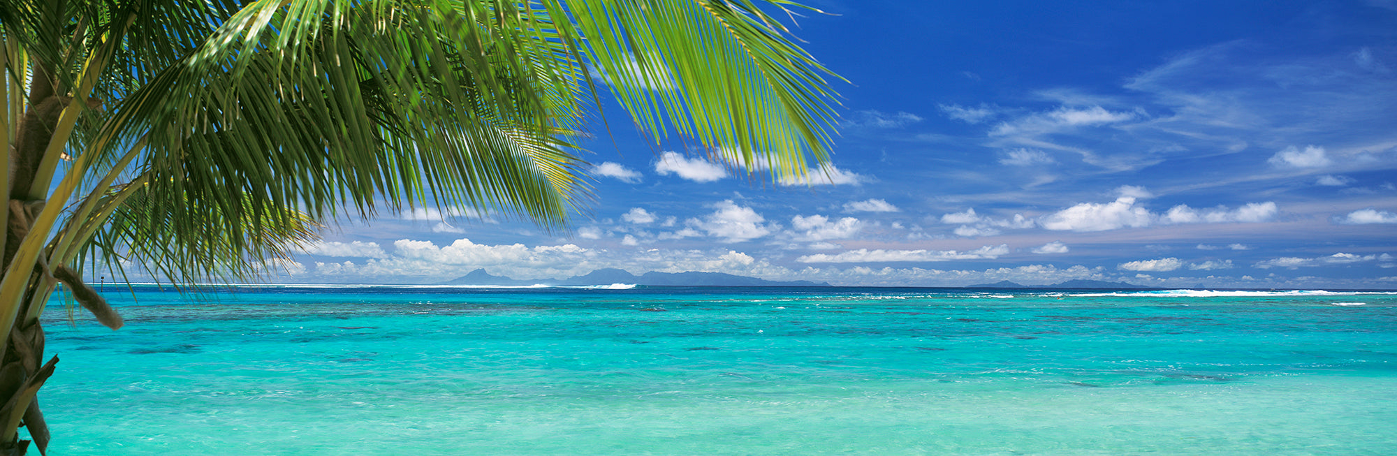 Palm Tree On The Beach, Huahine Island, Society Islands, French Polynesia Wall Mural