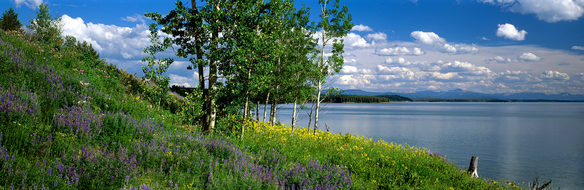 USA, Wyoming, Grand Teton Park, Jackson Lake Wall Mural