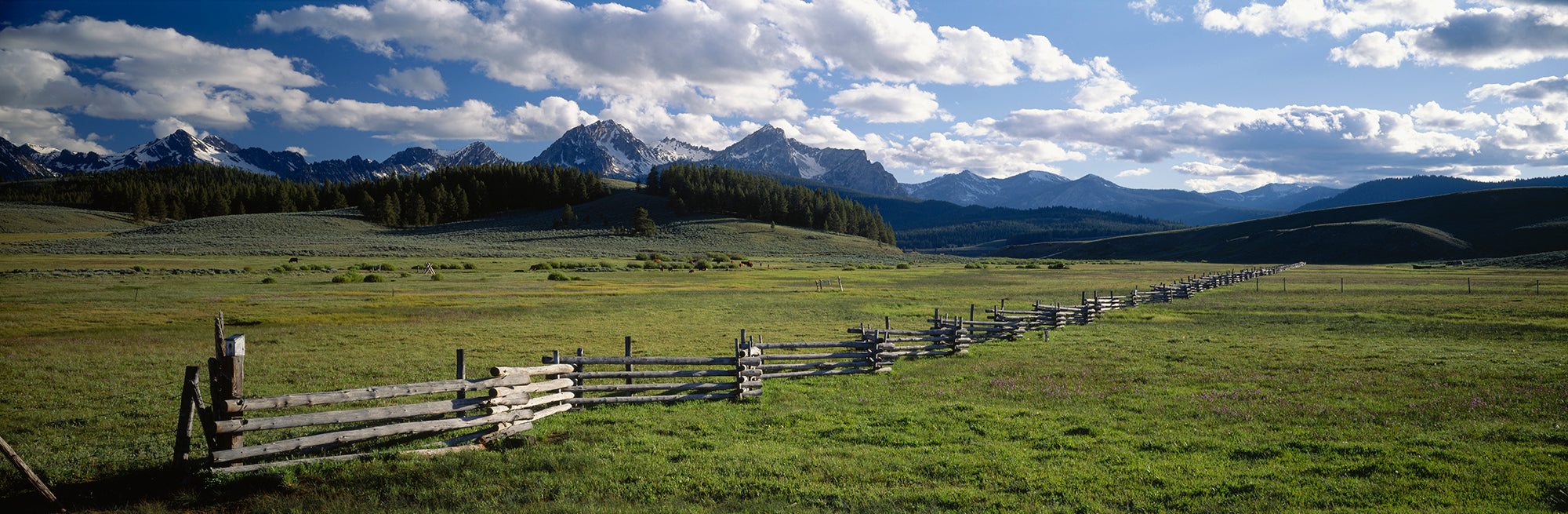 Field In Front Of Mountains, Sawtooth Mountains, Idaho, USA Wall Mural