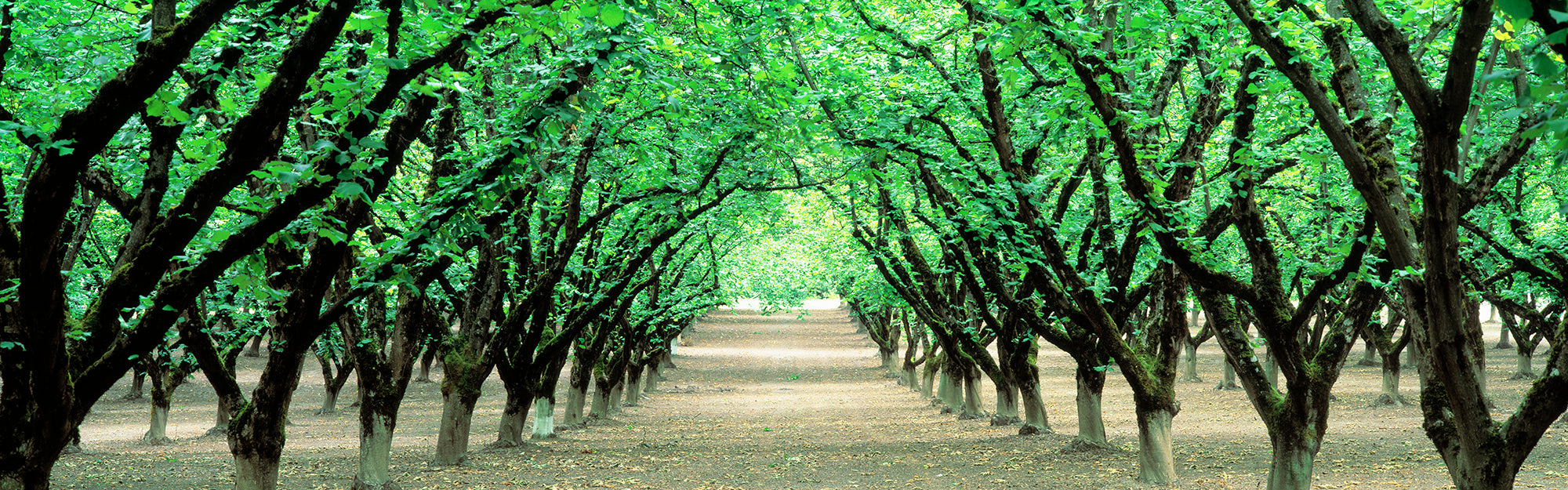 Hazel Nut Orchard, Dayton, Oregon, USA Wall Mural