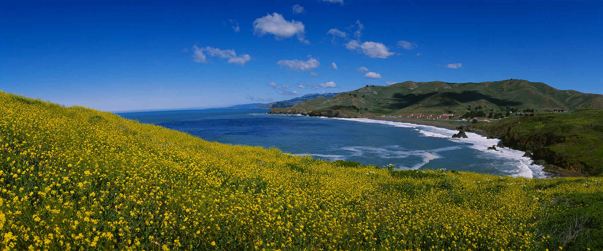 Wildflowers At The Coast, Marin Headlands, California, USA Wall Mural