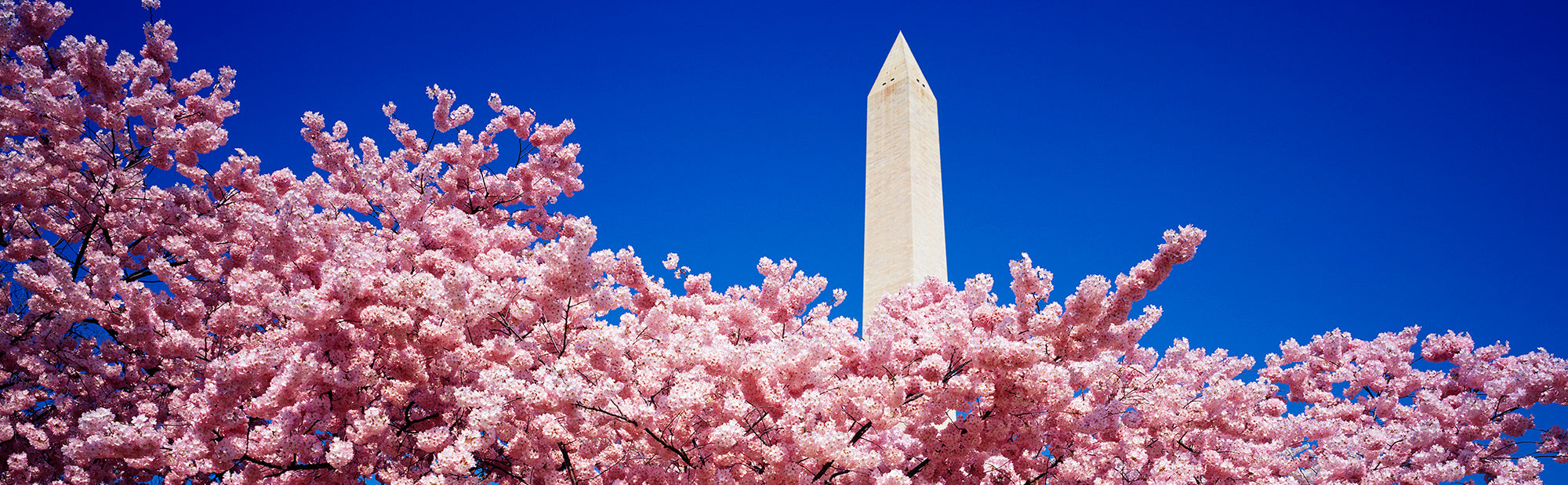 Washington Monument Washington DC Wall Mural