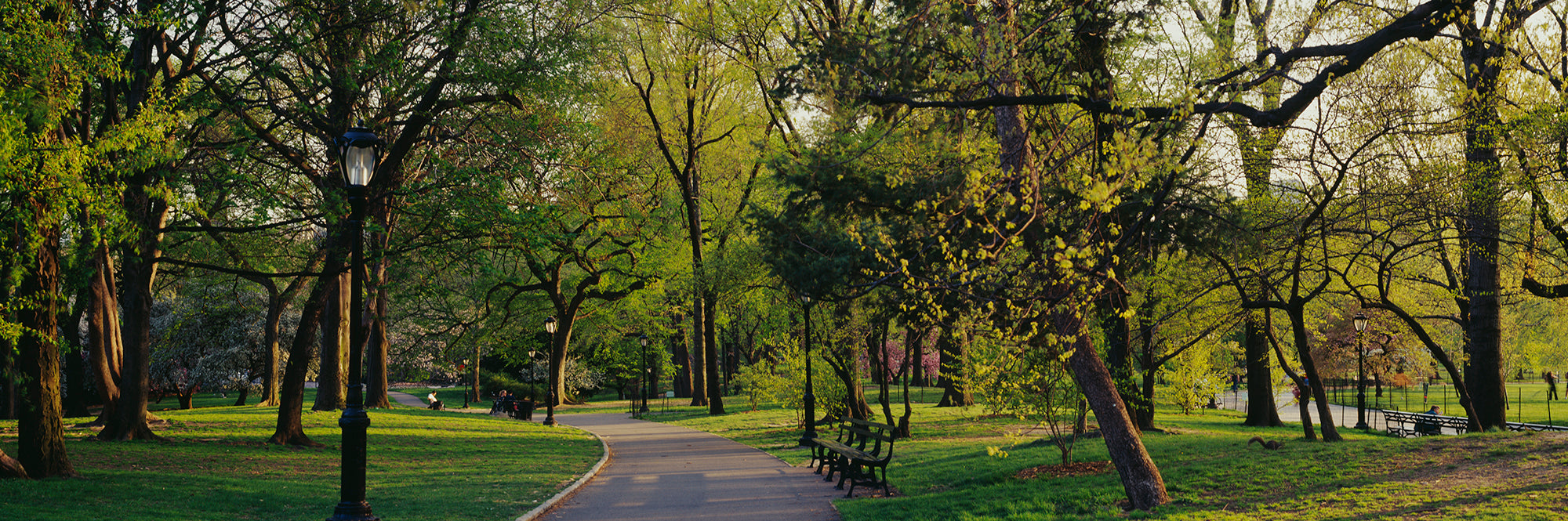 Trees In A Park, Central Park, NYC, New York City, New York State, USA Wall Mural