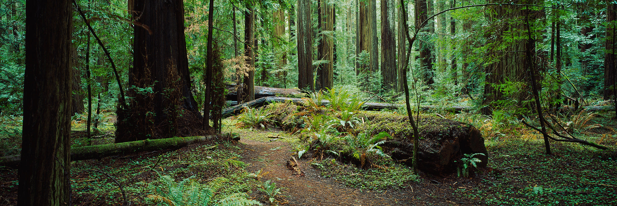 Trees In A Forest, Rockefeller Forest, Humboldt Redwoods State Park, California, USA Wall Mural