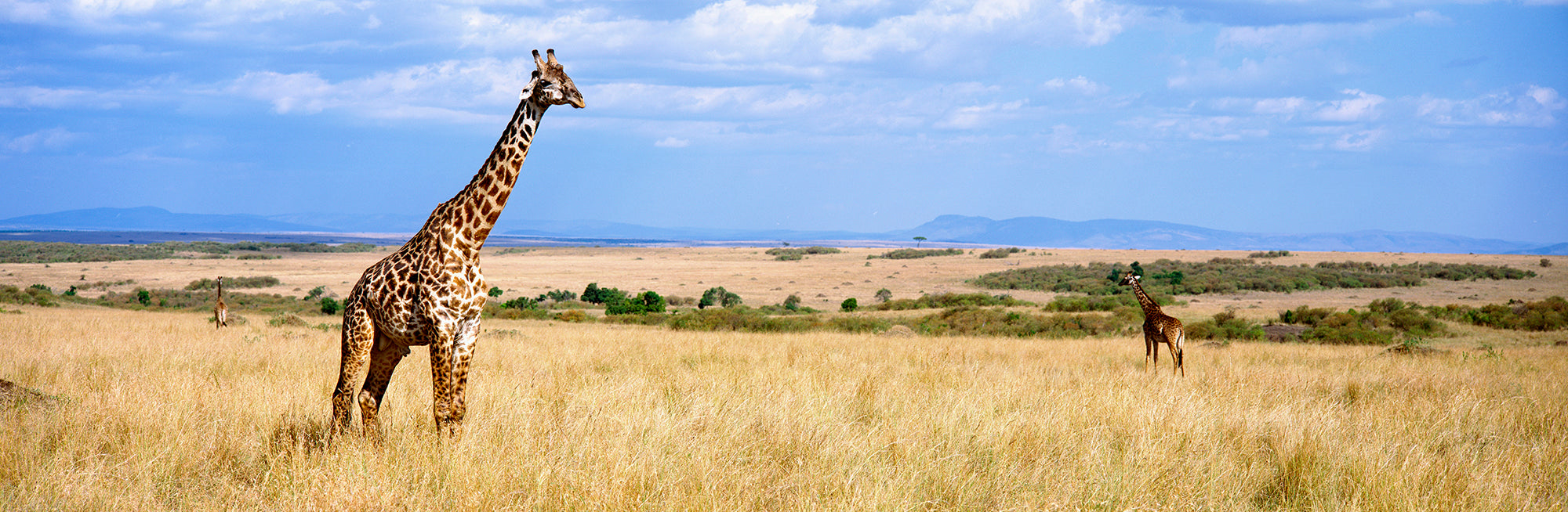 Giraffe, Maasai Mara, Kenya Wall Mural