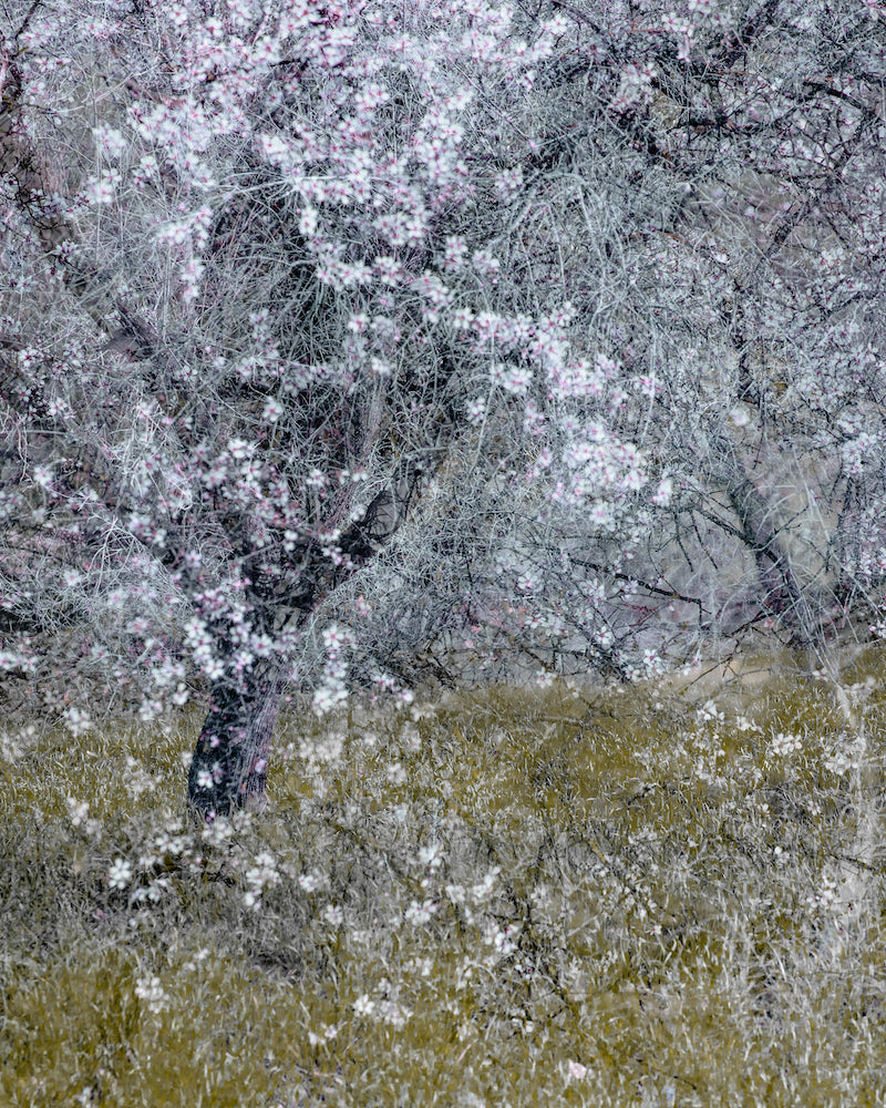 Almond Blossom II Wall Mural