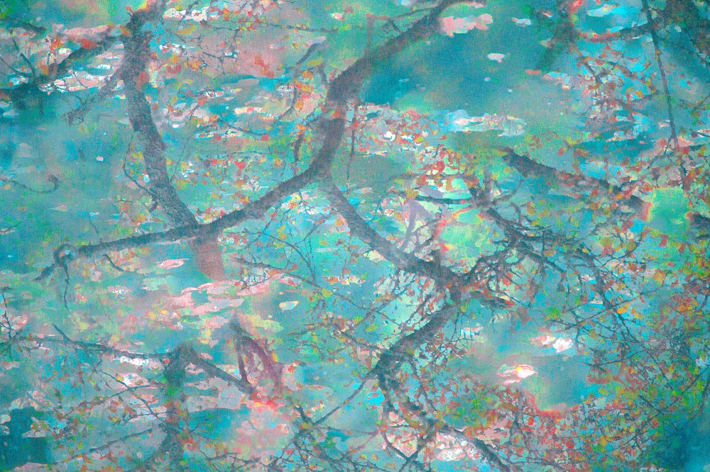 Sakura Light Wall Mural