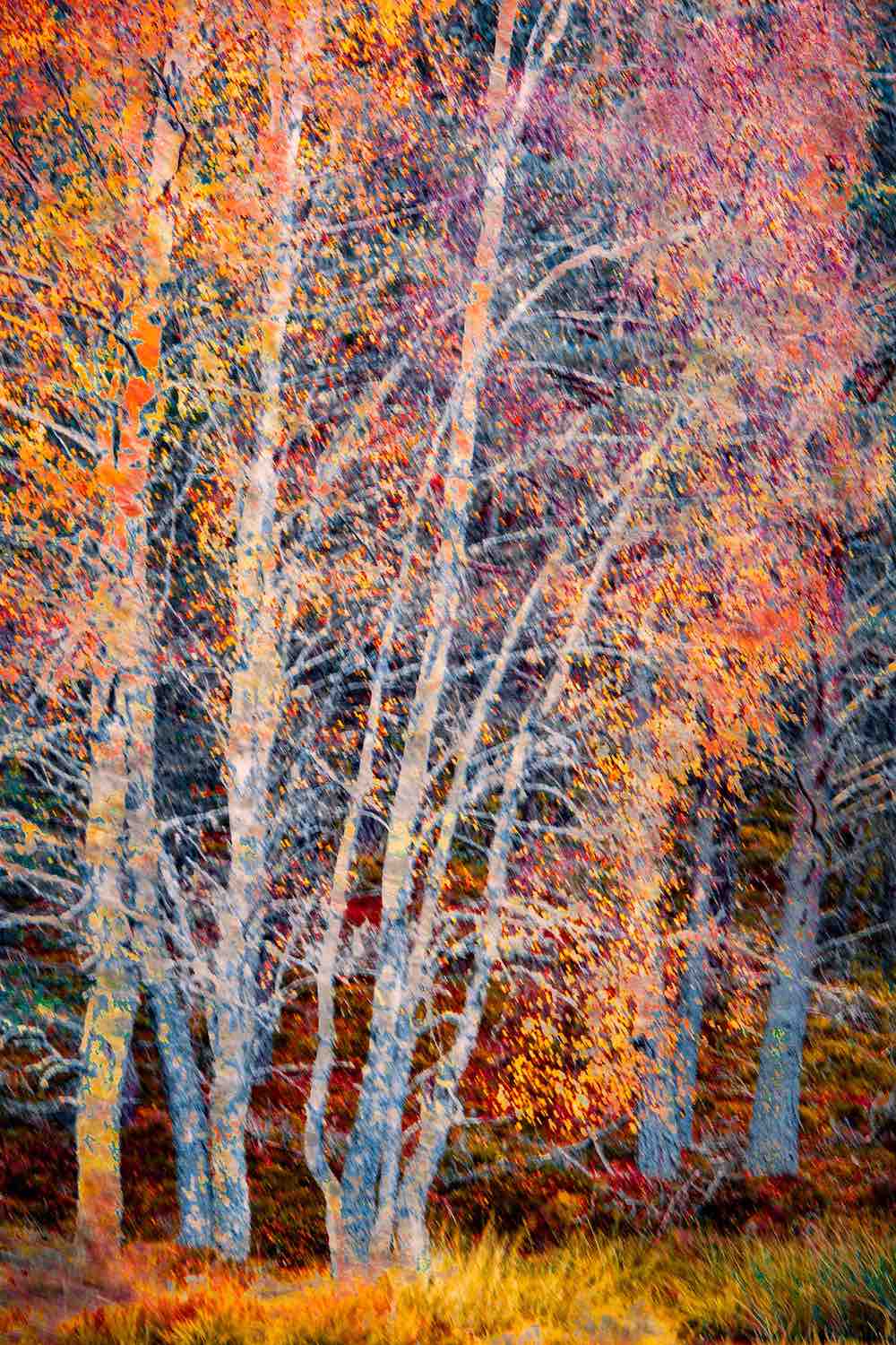 Beyond the Fall Wall Mural