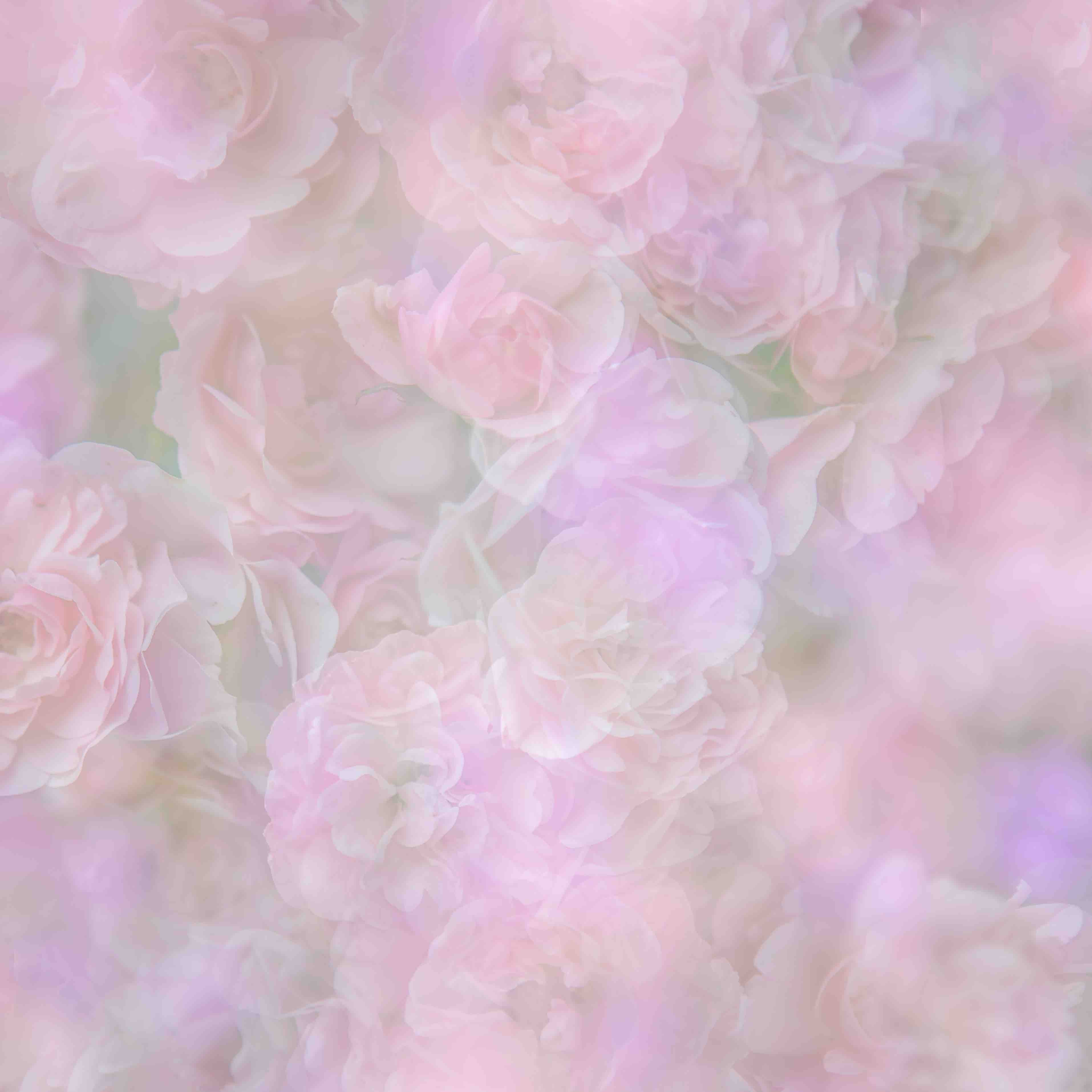 English Rose II Wall Mural