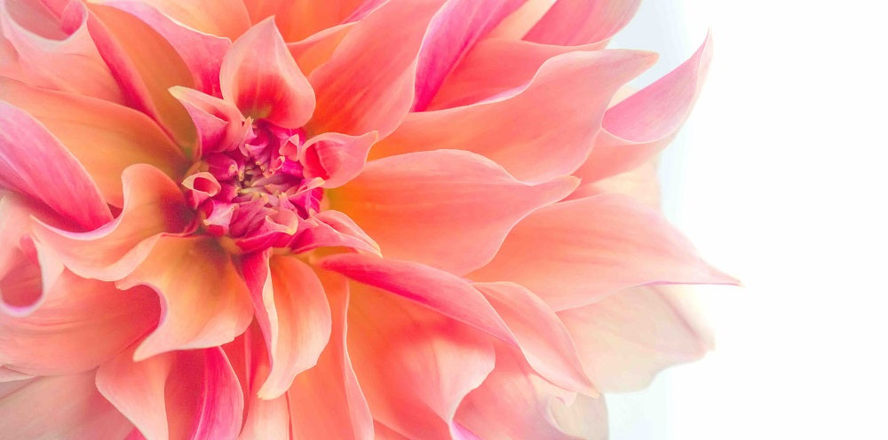 Floral Flames I Wall Mural