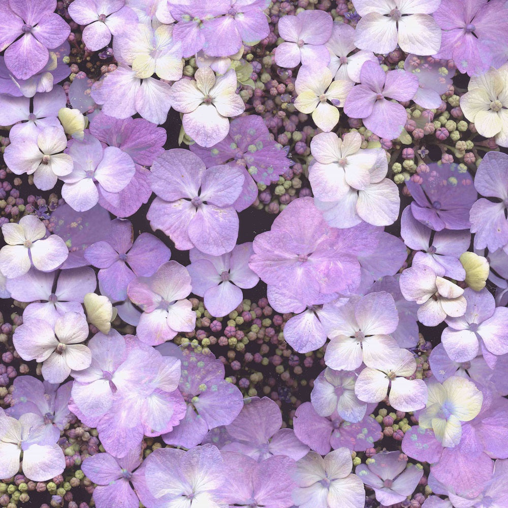 Hydrangea Glory Wall Mural