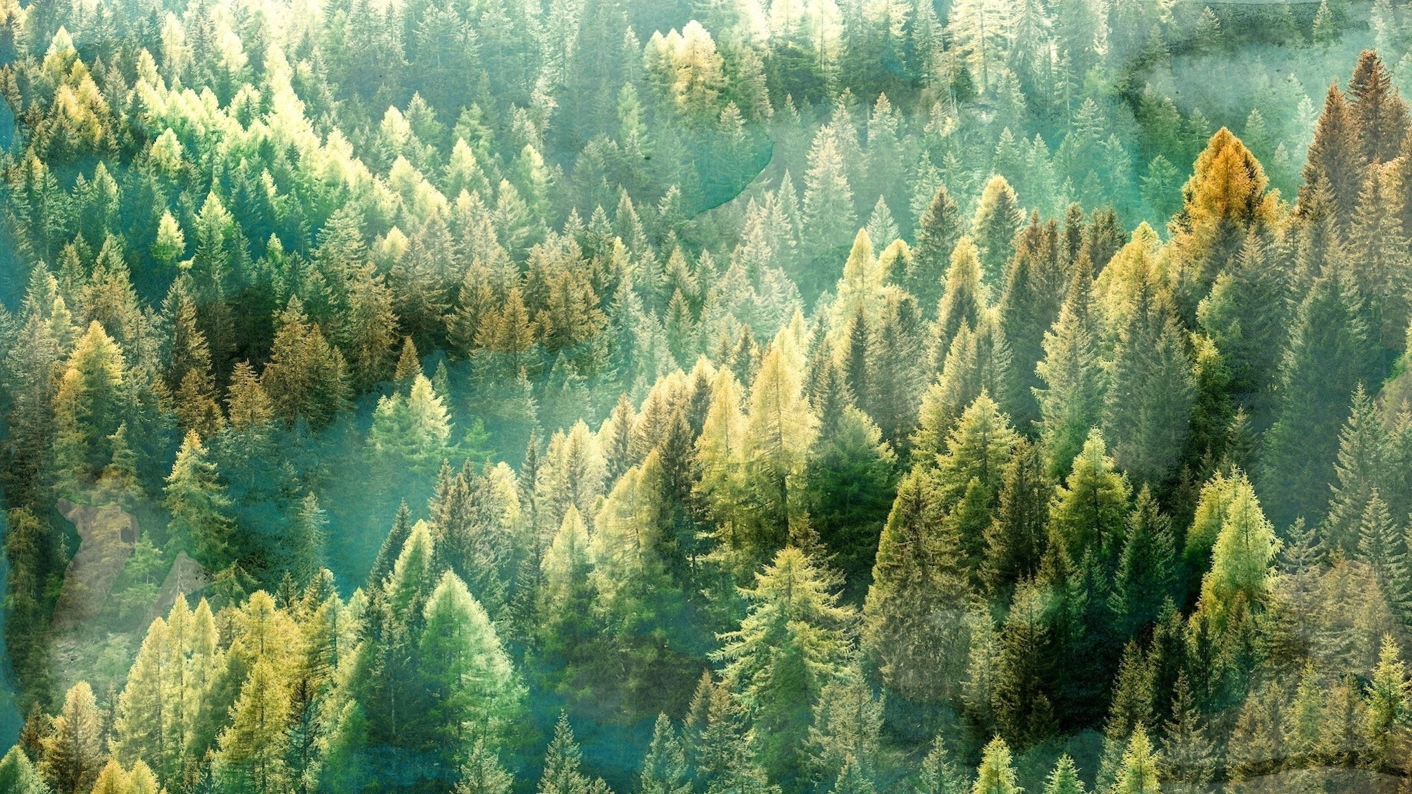 Whispering Pines Wall Mural