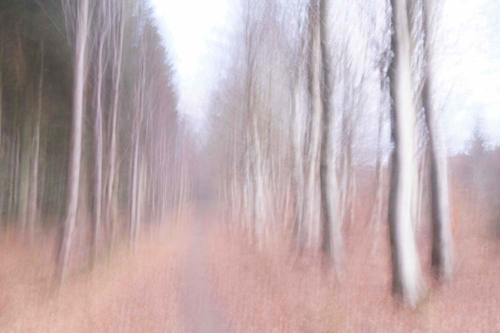 Strolling Down the Beech Lance Wall Mural