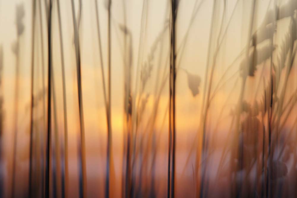 Autumn Grass Wall Mural