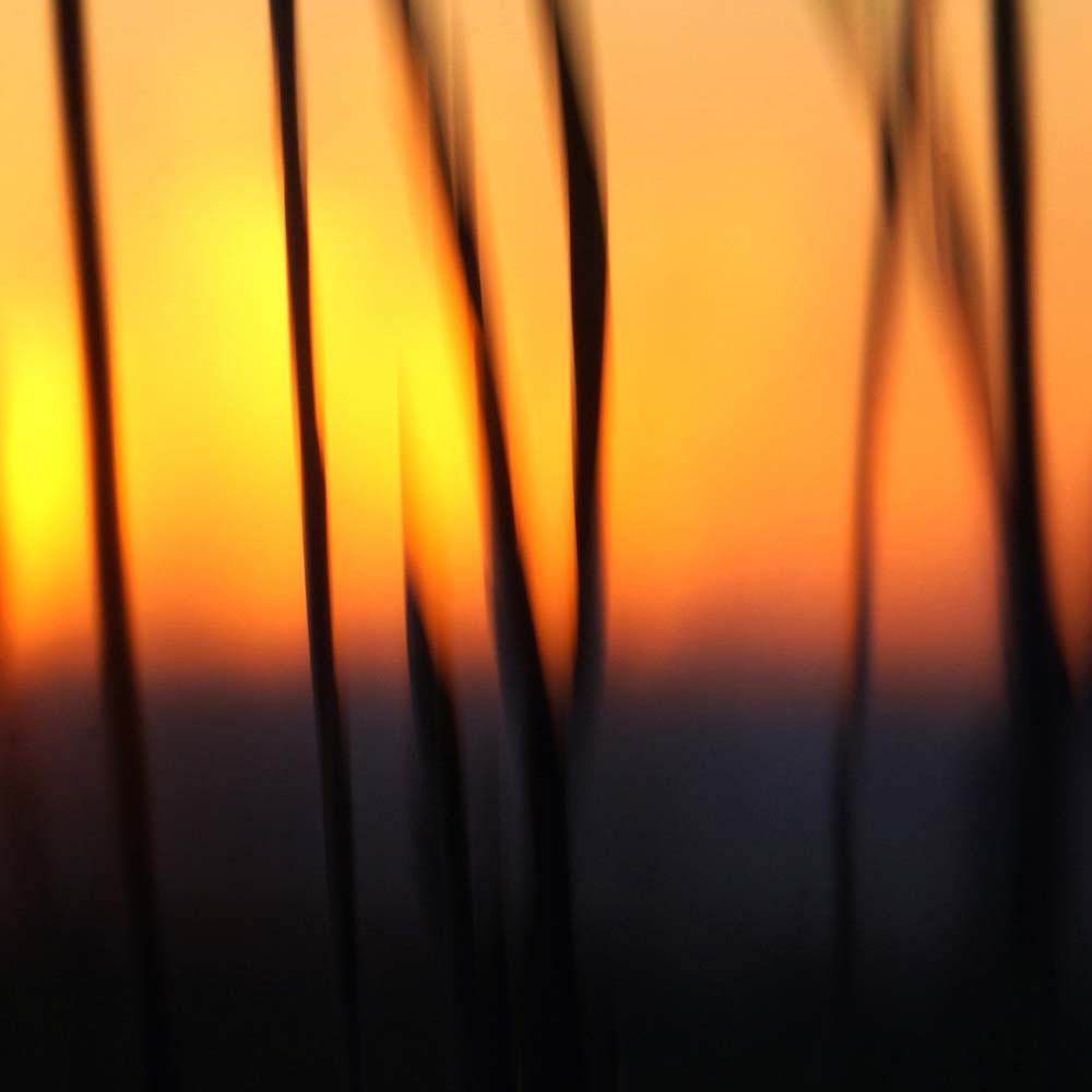 Autumn Grass 2 Wall Mural