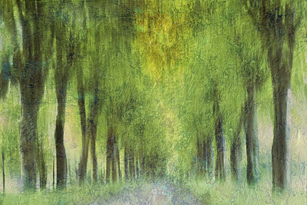 Entangled in Sunlight Wall Mural