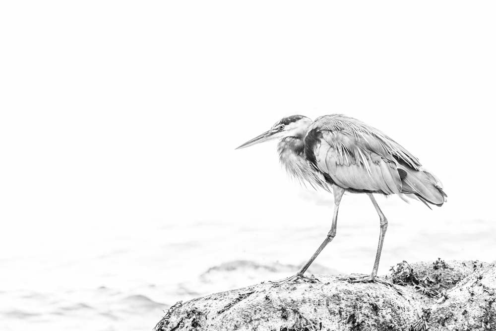 Heron Wall Mural