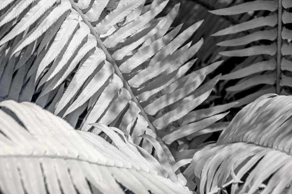 Fern Wall Mural