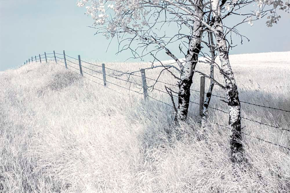 Aspens in Field Wall Mural