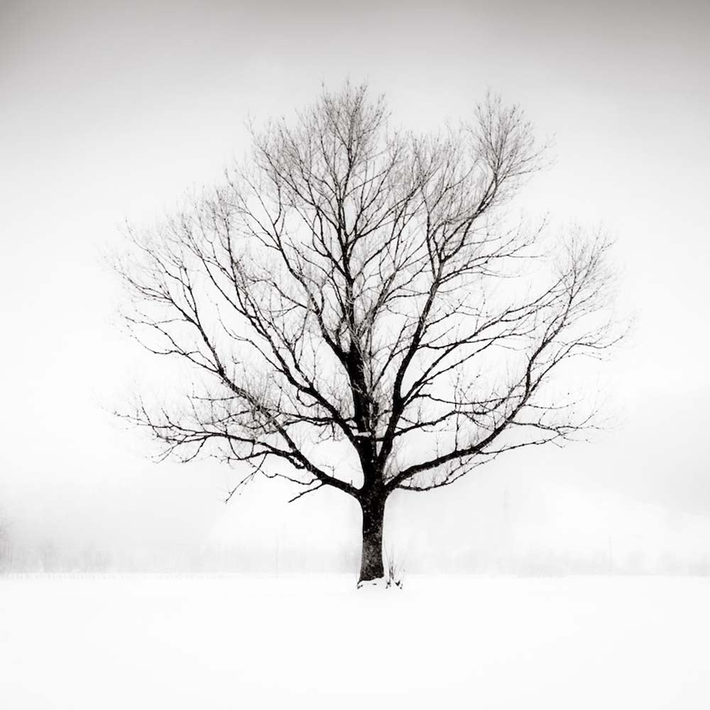 Solitude in White Wall Mural