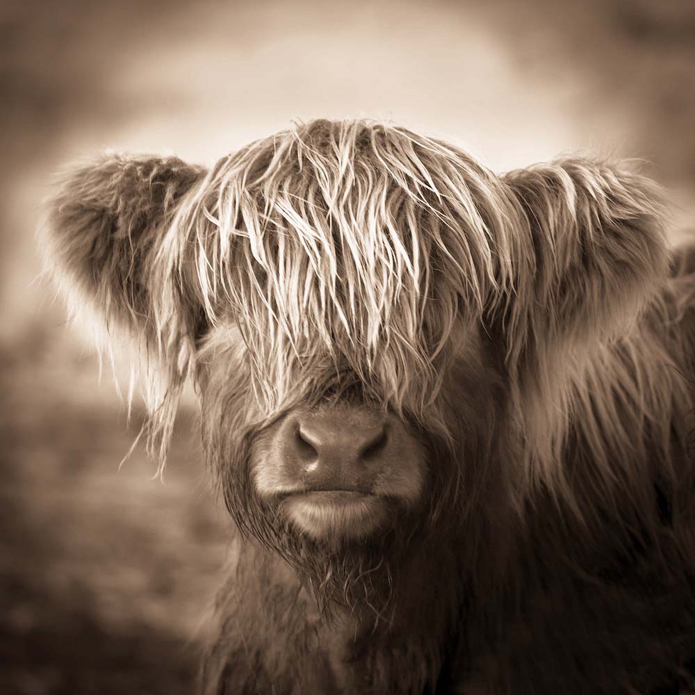 The Little Calf Wall Mural