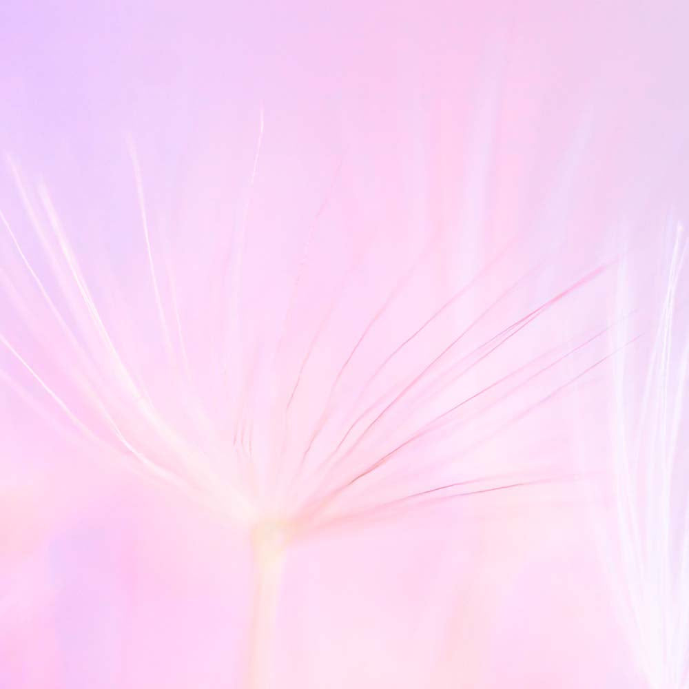 Tutu Wall Mural