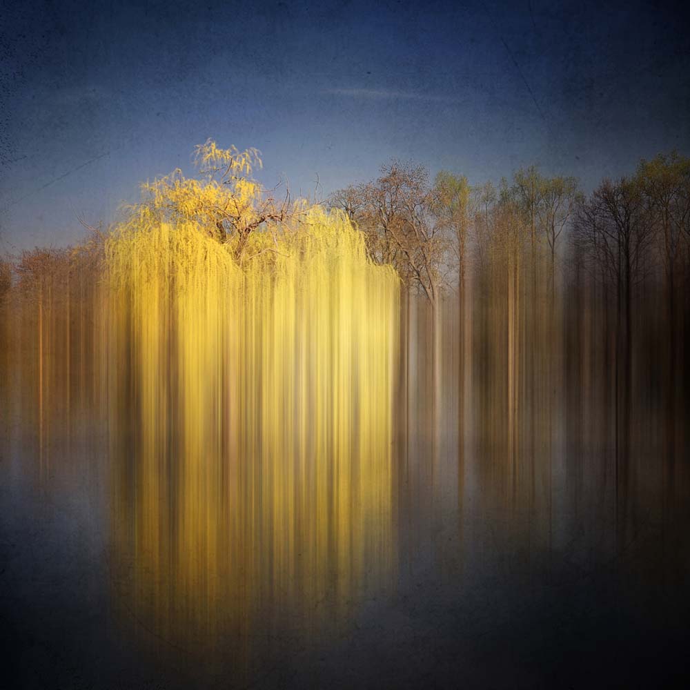 Weeping Willow Wall Mural
