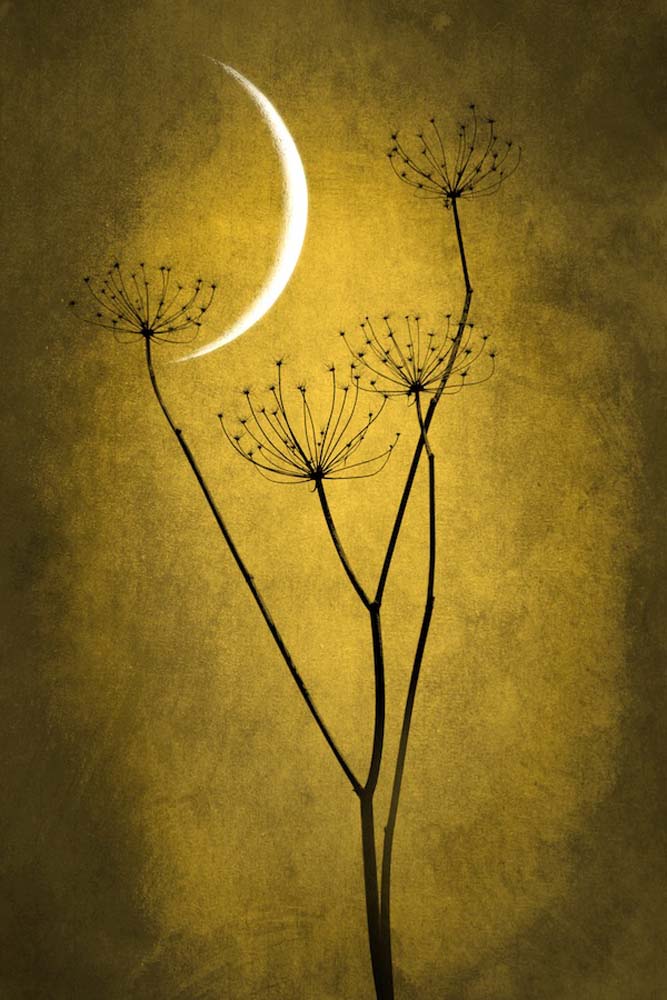 Under The Moon 3 Wall Mural