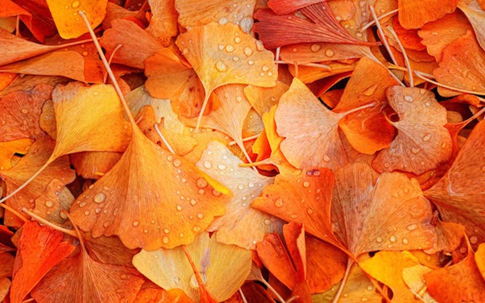 Ginkgo Fall Wall Mural