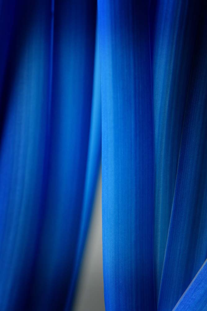 Blue Leaf Curtains Wall Mural
