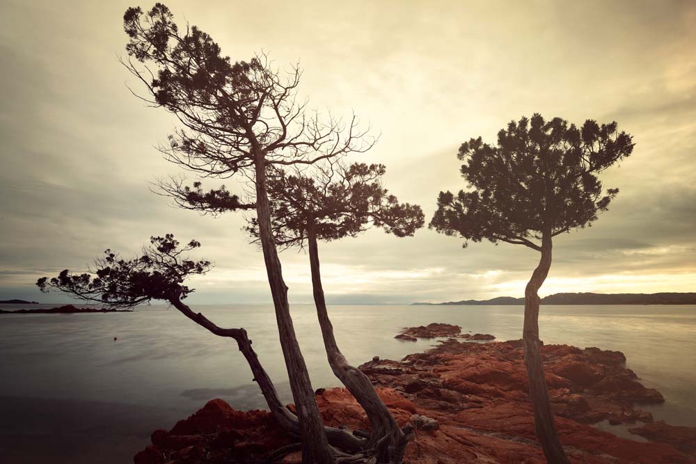 Palombaggia Trees Wall Mural