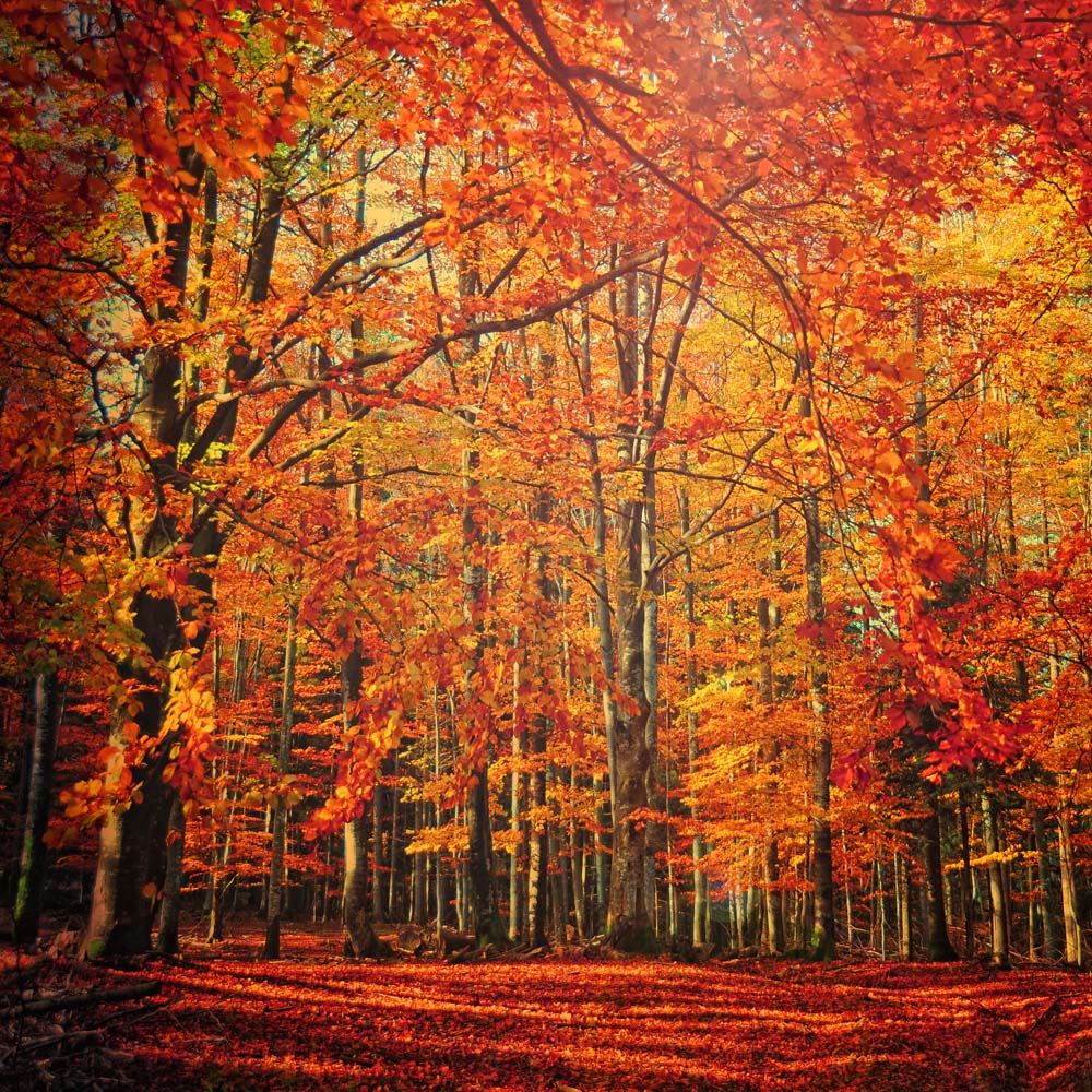 Red November Wall Mural
