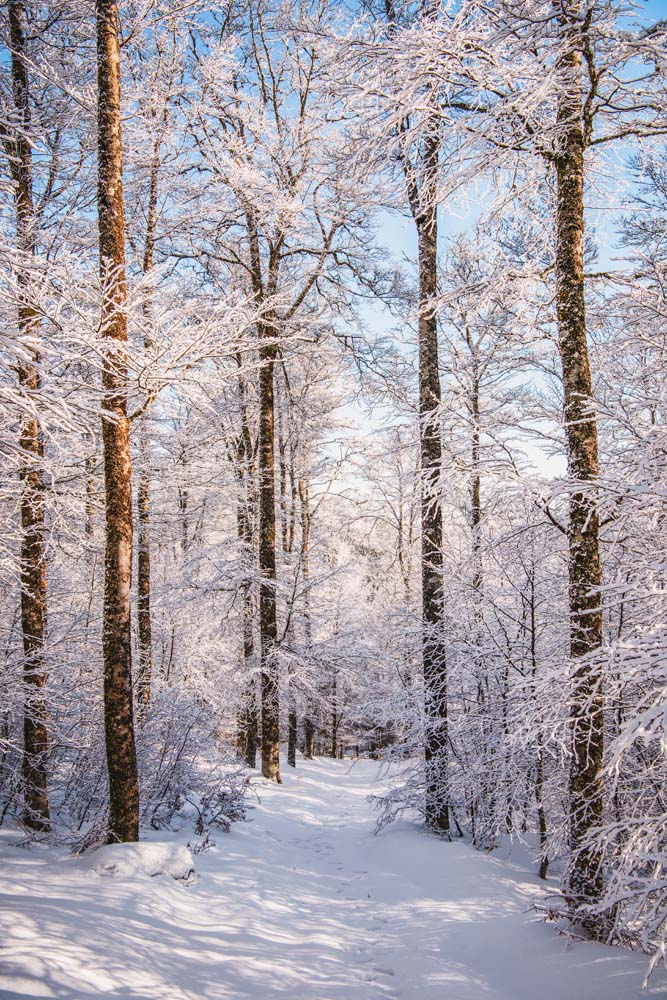 On My White Path Wall Mural