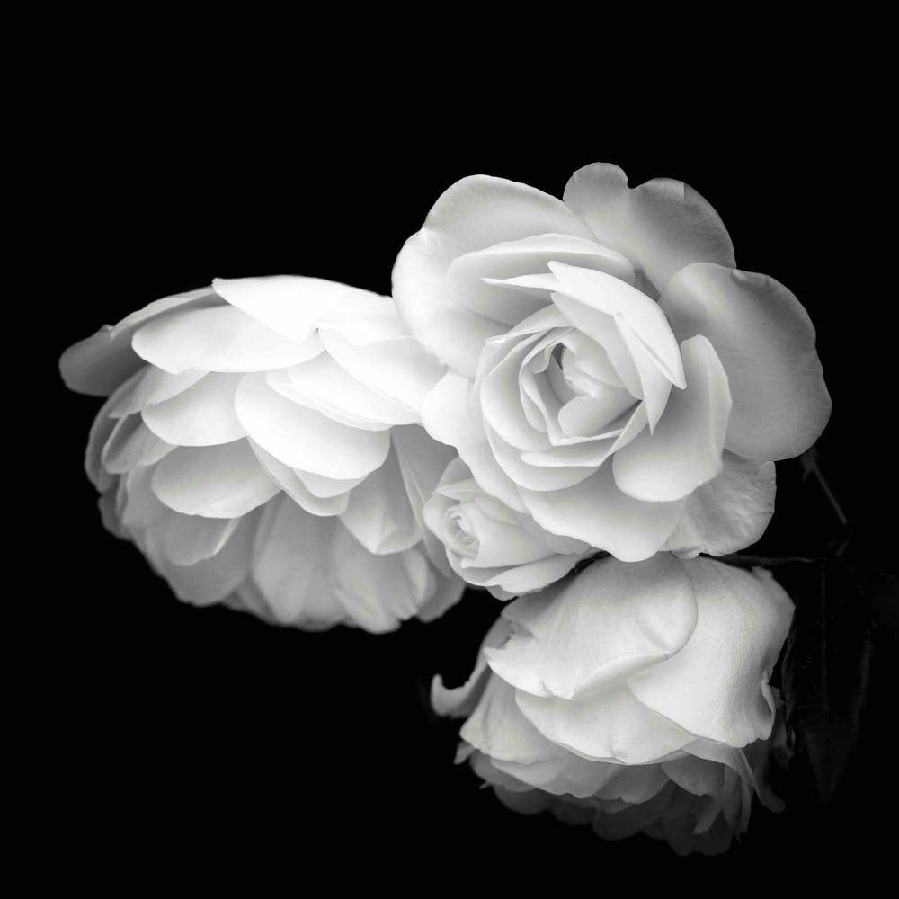 White Roses Wall Mural