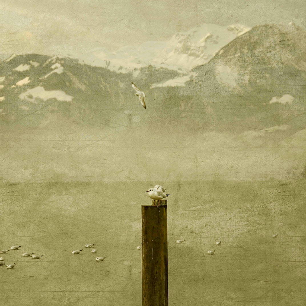 Birds Wall Mural