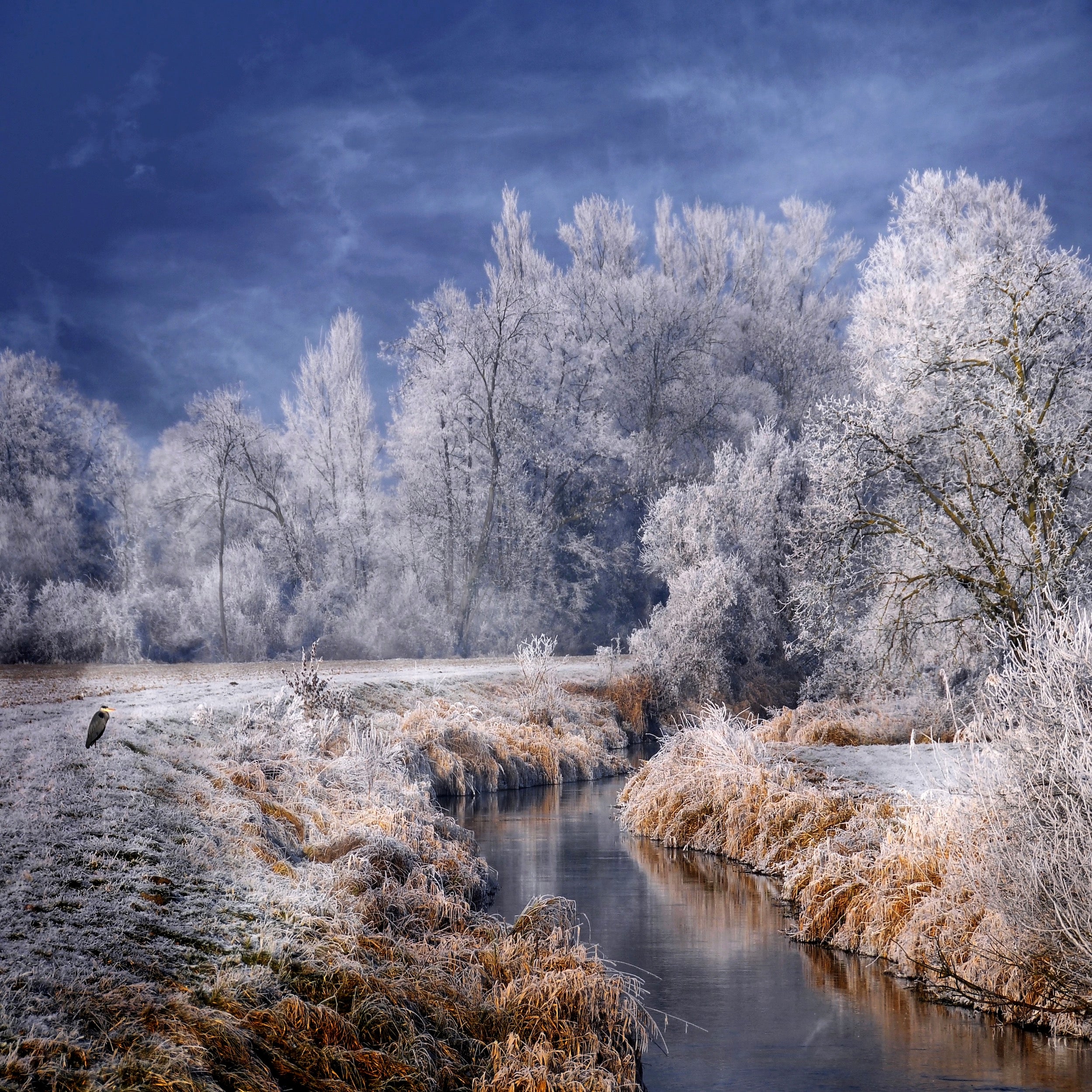 Winter Stream Wall Mural
