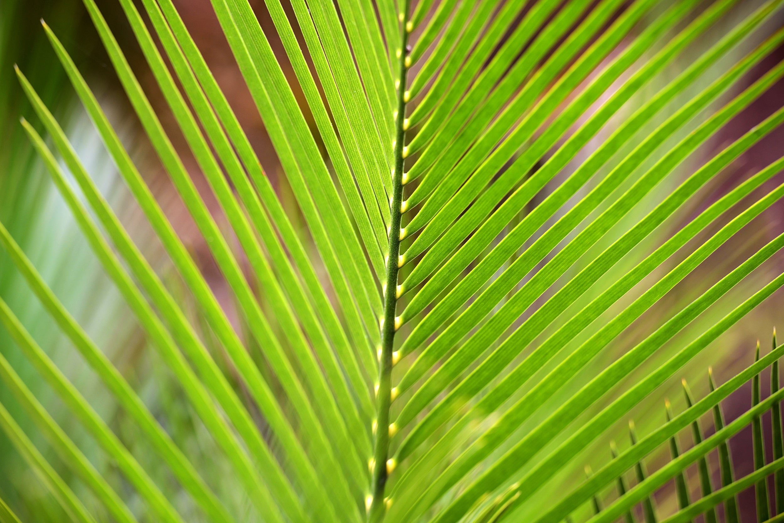 Garden Palm Wall Mural