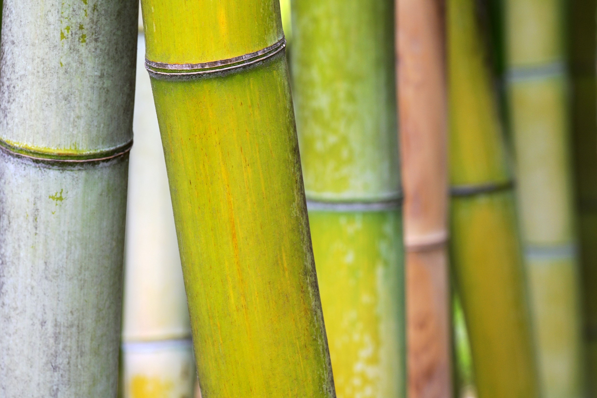 Fresh Sprout Wall Mural