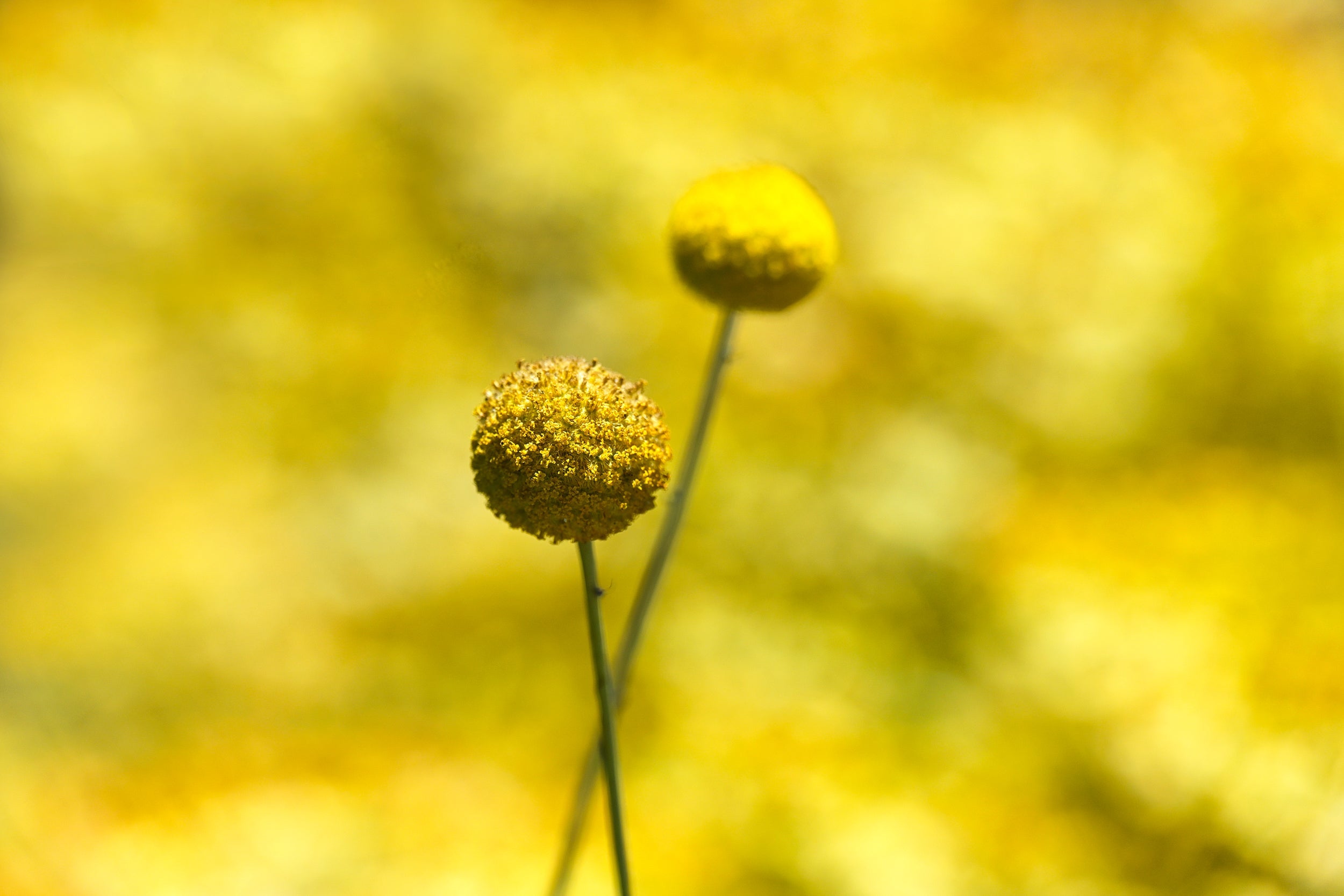 May Morning Wall Mural