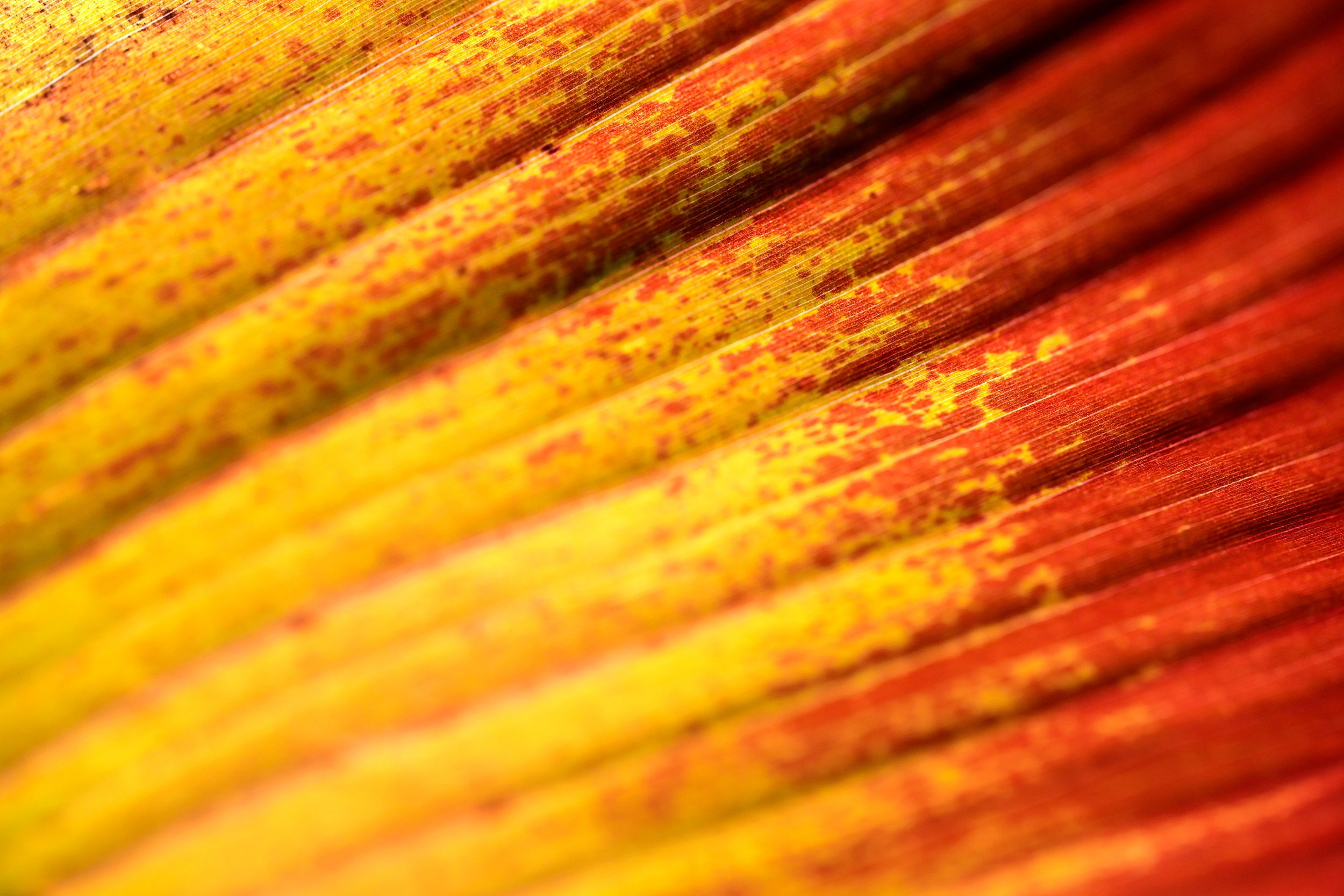 Gold Coast Wall Mural