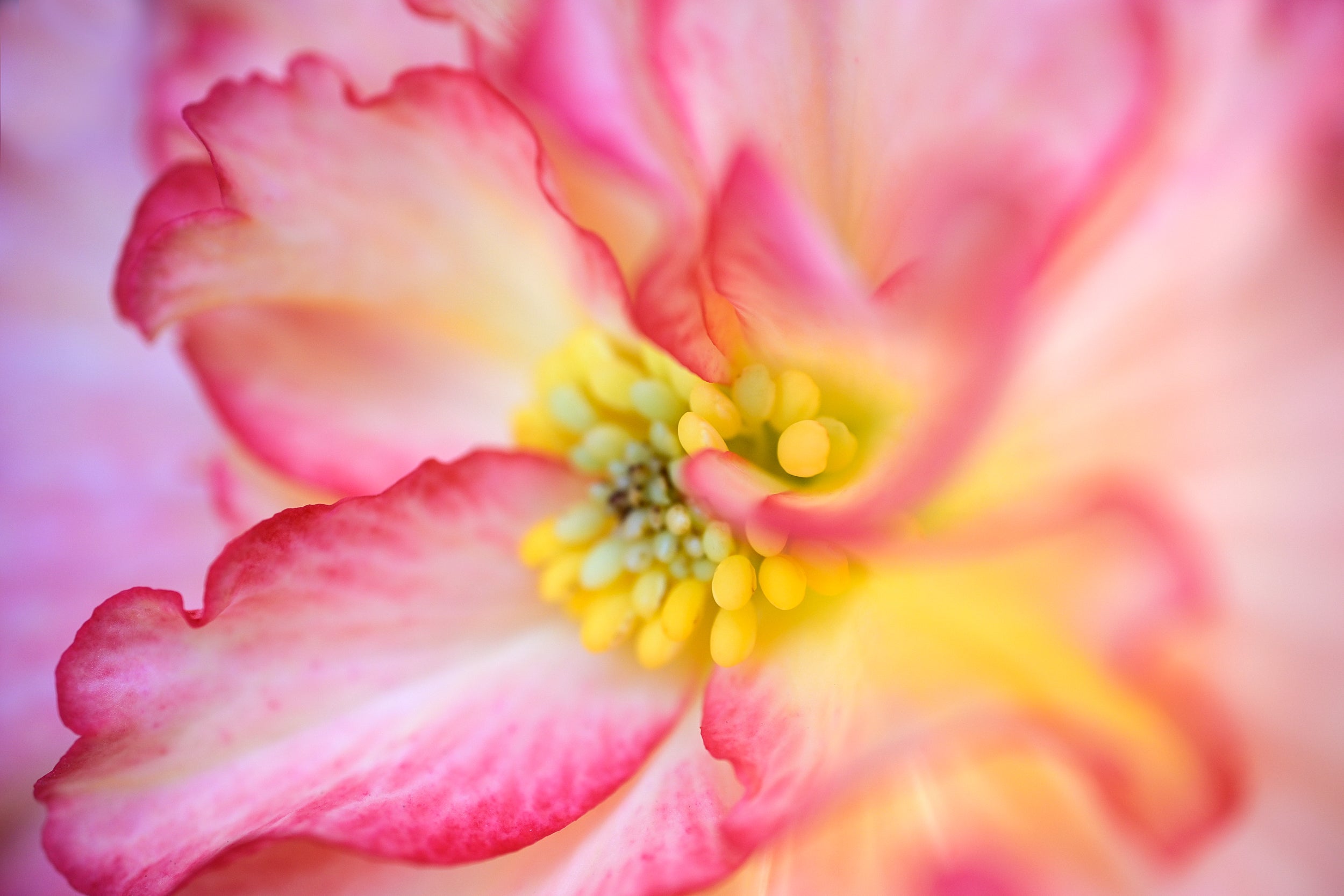 Cheery Bloom Wall Mural