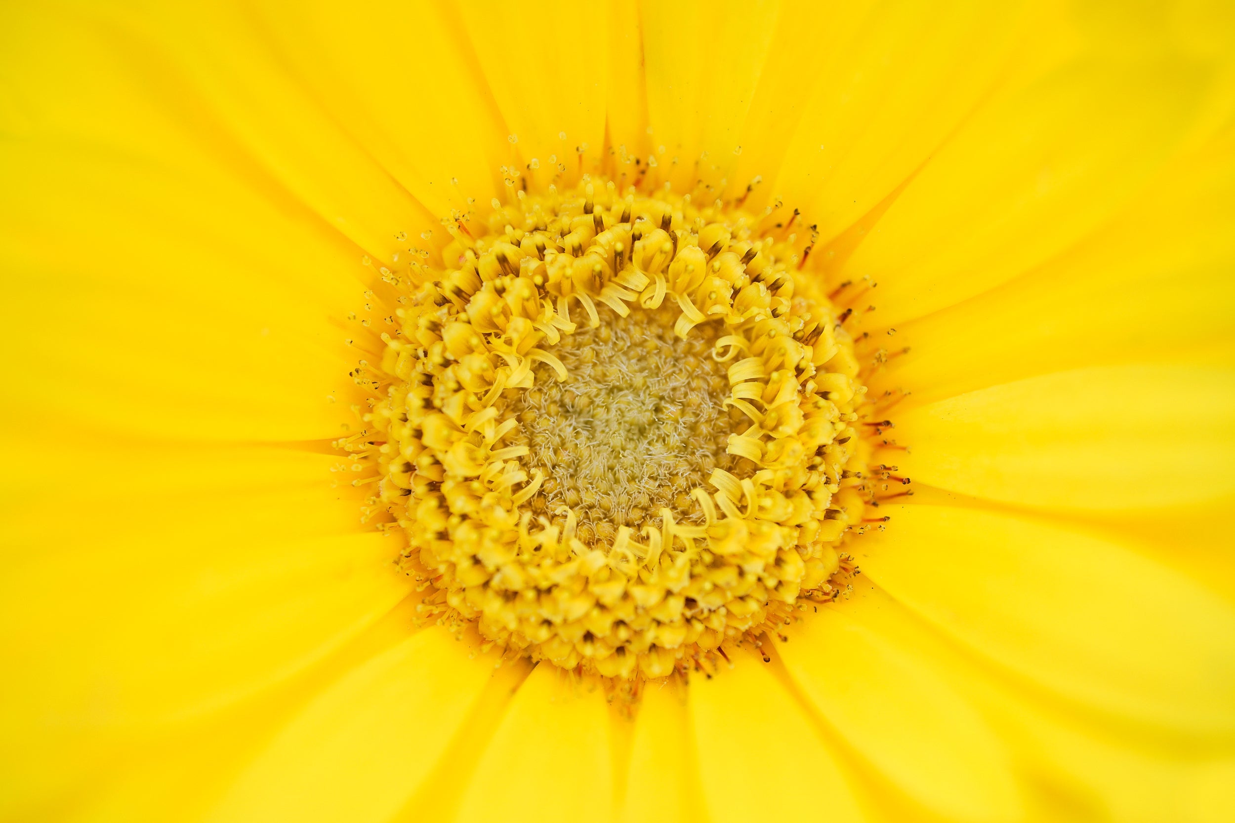 Golden Orchards Wall Mural