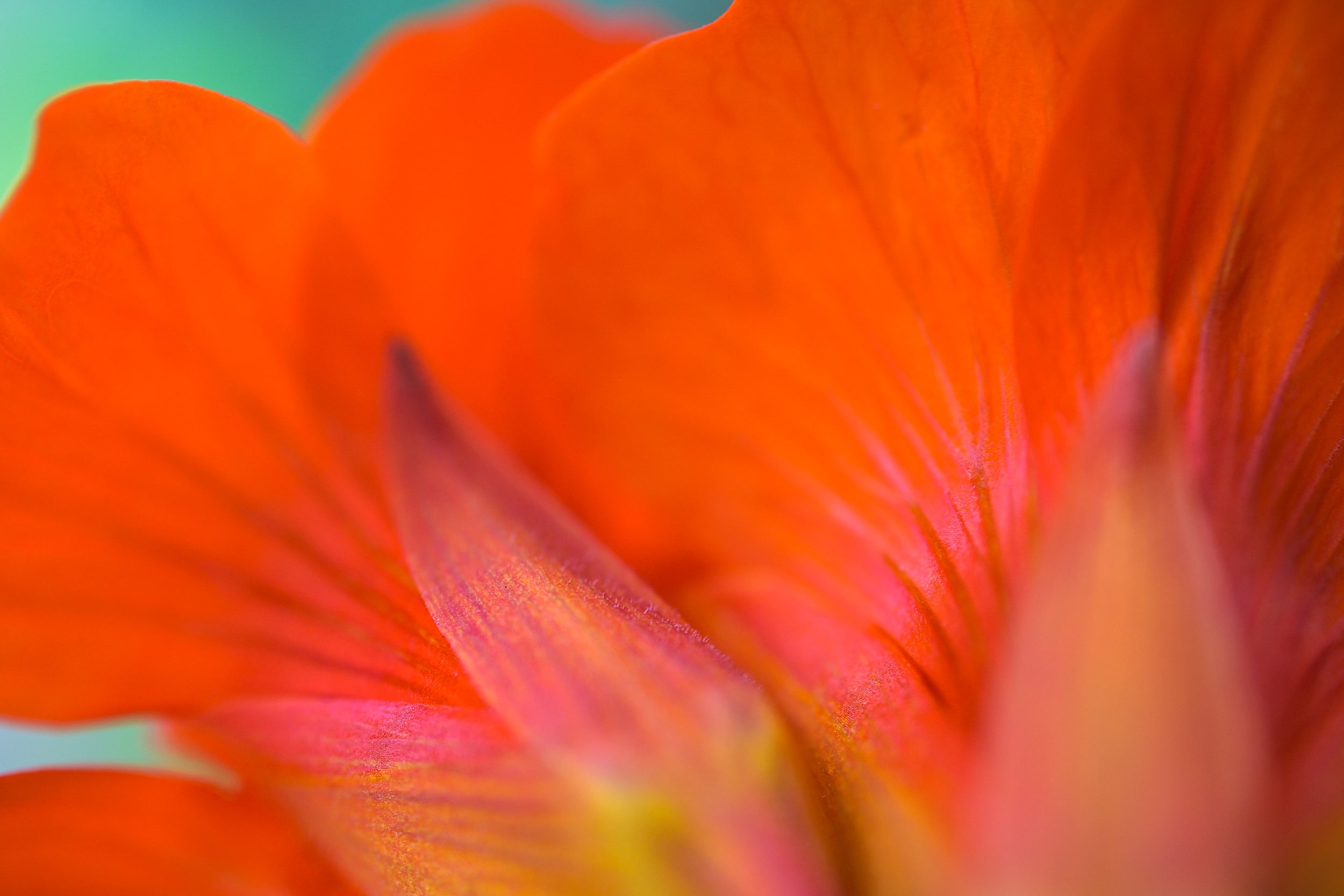 Tangerine Petals Wall Mural