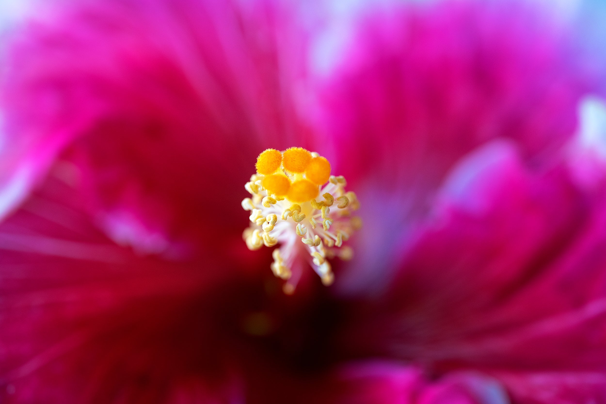 Twilight Magenta Wall Mural