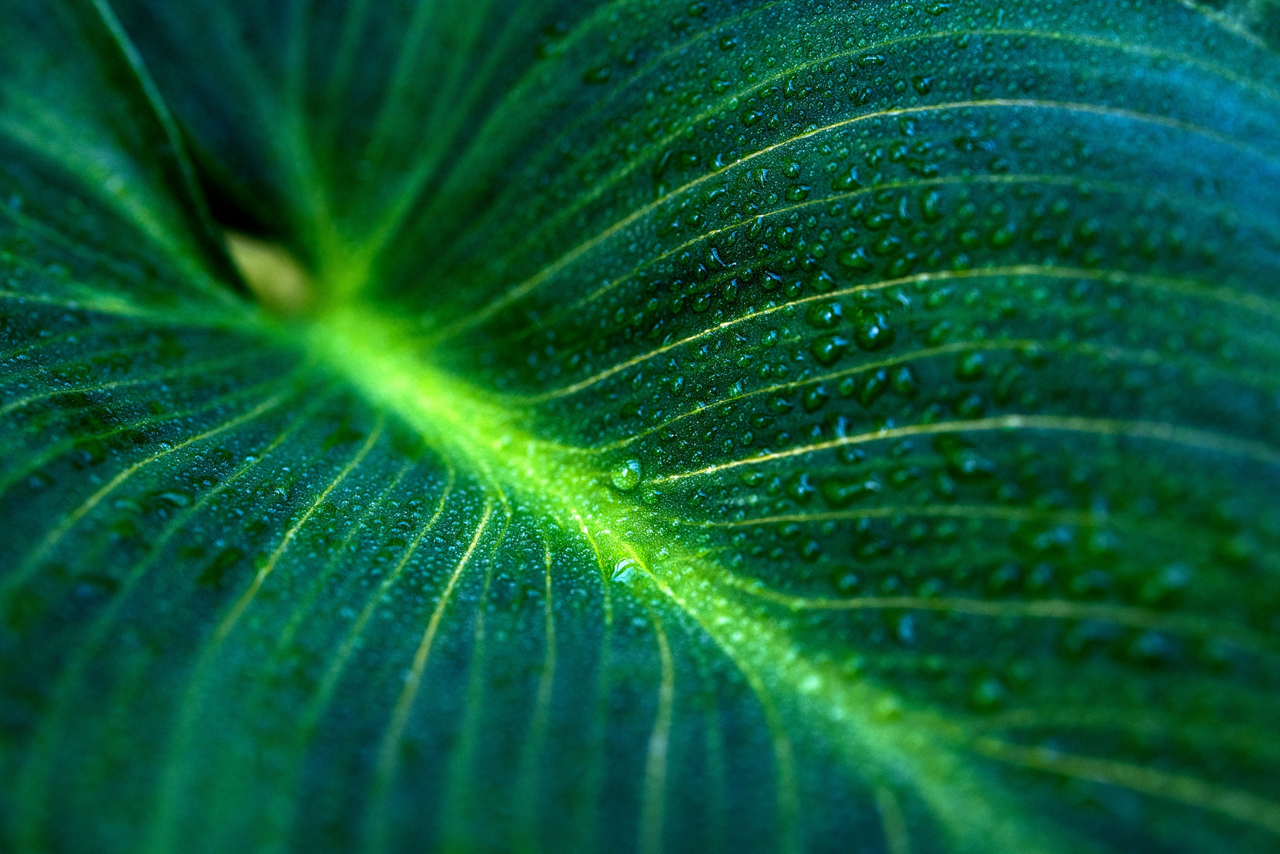 Fresh Dew Wall Mural