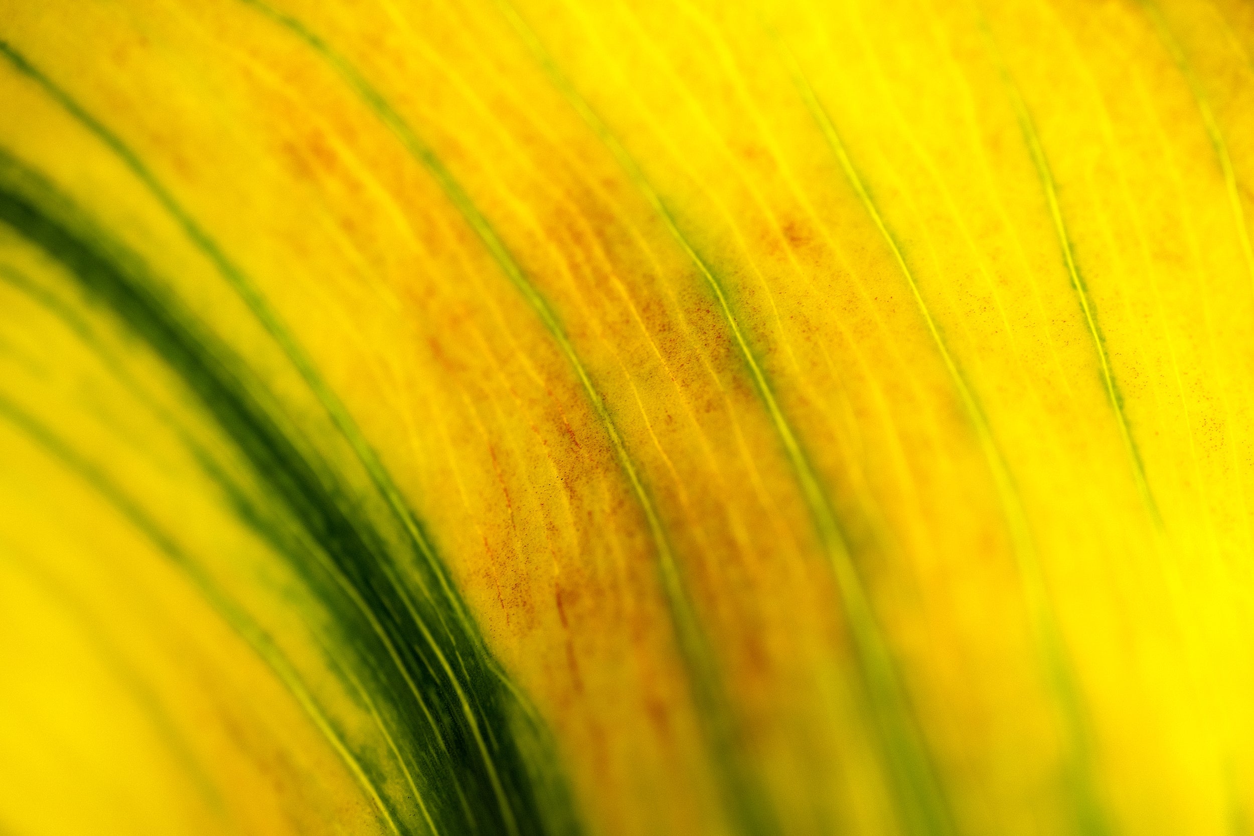 Yellow Grove Wall Mural