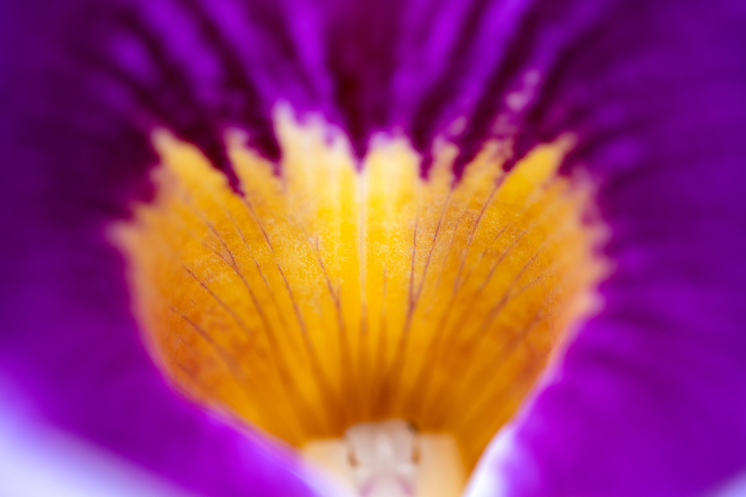 True Purple Wall Mural