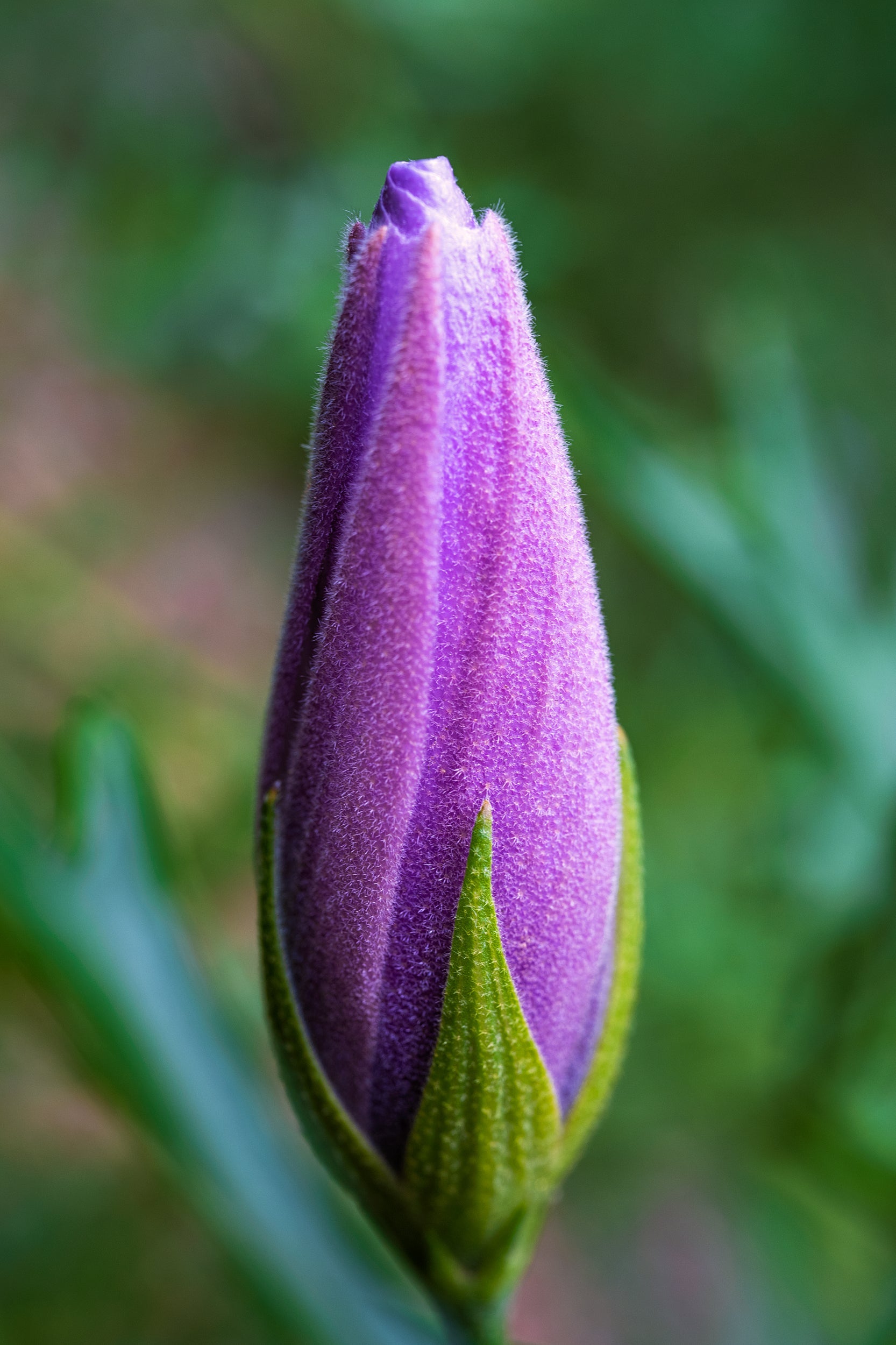 Magenta Bloom Wall Mural